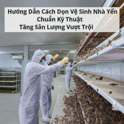 Hướng Dẫn Cách Dọn Vệ Sinh Nhà Yến Chuẩn Kỹ Thuật Tăng Sản Lượng Vượt Trội